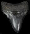 Dark, Megalodon Tooth - Savannah, Georgia #36835-1